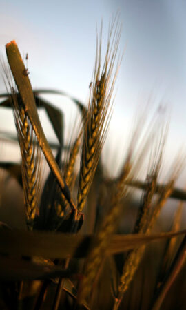 Índia proíbe exportações de trigo devido ao aumento global dos preços do cereal