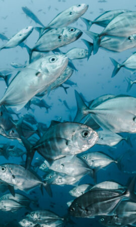 Pesca nos mares da Madeira reduz 7,2% e valor de primeira venda aumenta 16,4%