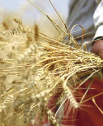 Conflito na Ucrânia pode aumentar preços do cereais no longo prazo em 7%, diz estudo